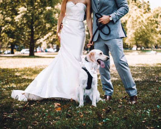 A Guide to Making Your Furry Friends Part of Your Special Day